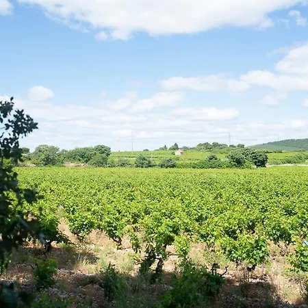 Au Coeur D'un Vignoble - Domaine De Selhac * Frontignan